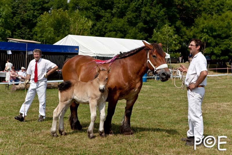 090628_MG_0097.jpg - Education et attelage de chevaux