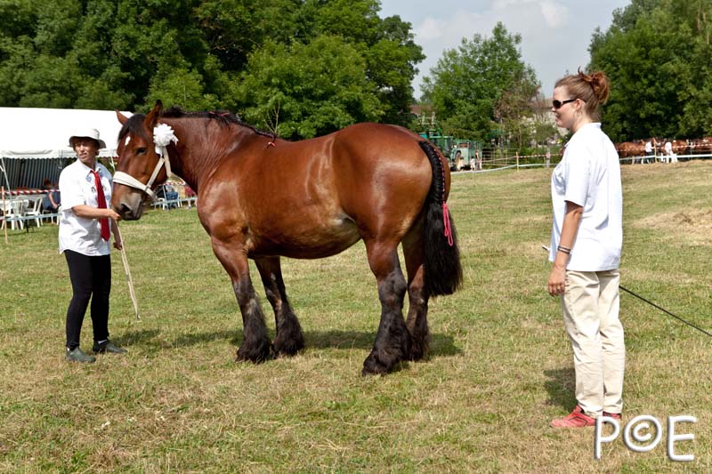 090628_MG_0099.jpg - Education et attelage de chevaux