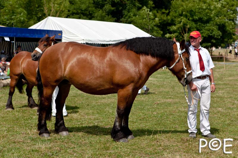 090628_MG_0112.jpg - Education et attelage de chevaux