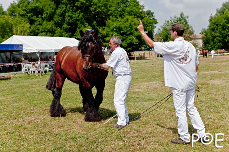 090628_MG_0137.jpg - Education et attelage de chevaux