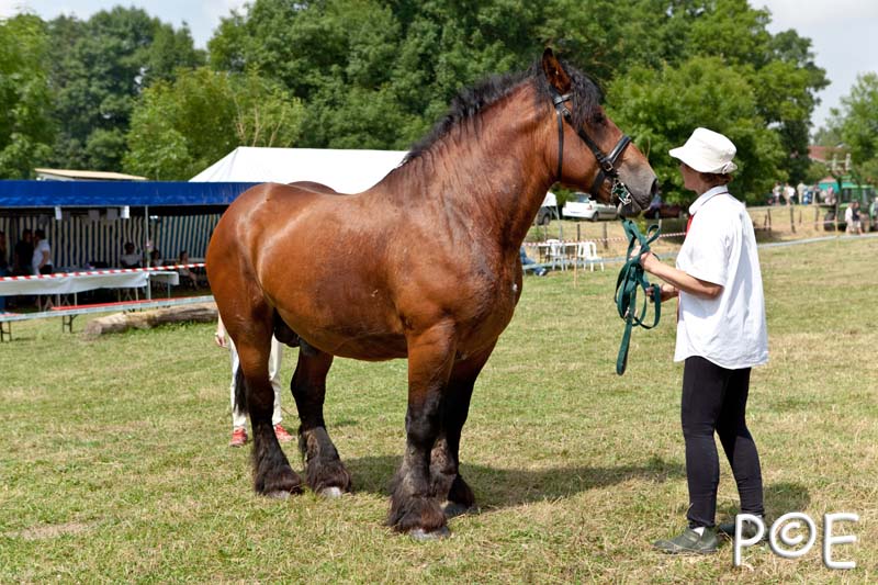 090628_MG_0148.jpg - Education et attelage de chevaux