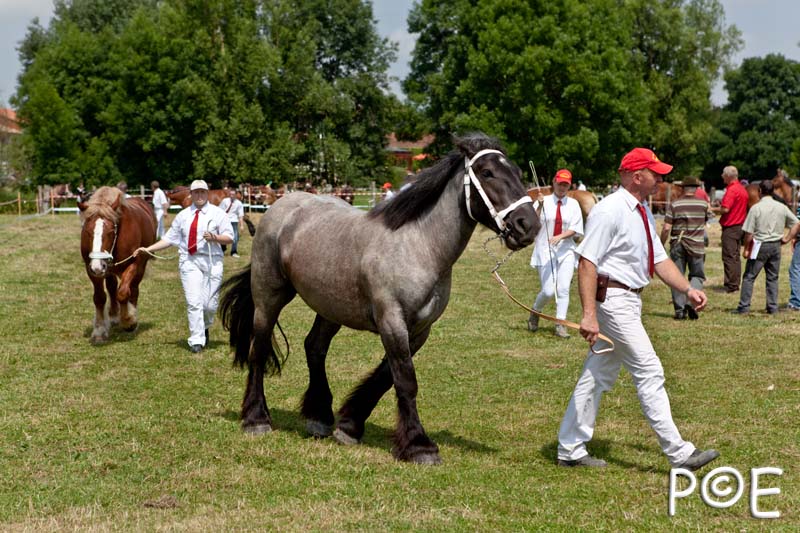 090628_MG_0153.jpg - Education et attelage de chevaux