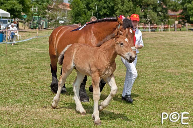 090628_MG_0162.jpg - Education et attelage de chevaux