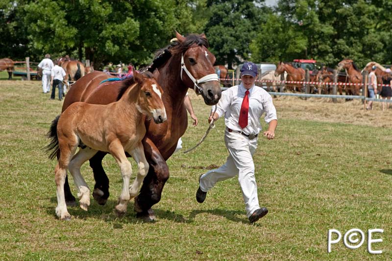 090628_MG_0165.jpg - Education et attelage de chevaux
