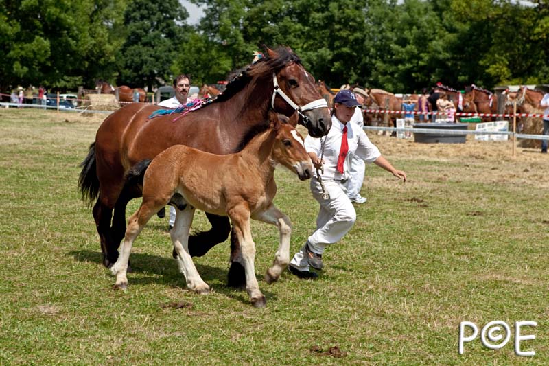 090628_MG_0166.jpg - Education et attelage de chevaux