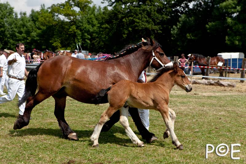 090628_MG_0167.jpg - Education et attelage de chevaux