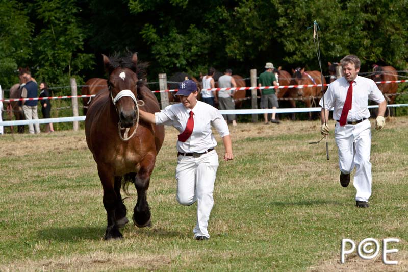 090628_MG_8390.jpg - Education et attelage de chevaux