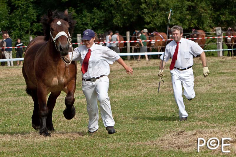 090628_MG_8392.jpg - Education et attelage de chevaux