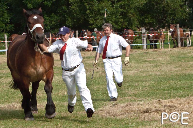 090628_MG_8393.jpg - Education et attelage de chevaux