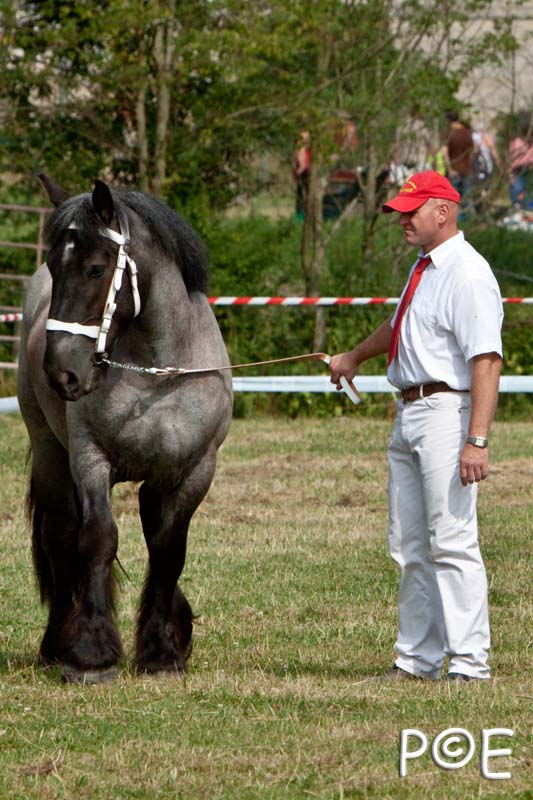 090628_MG_8406.jpg - Education et attelage de chevaux