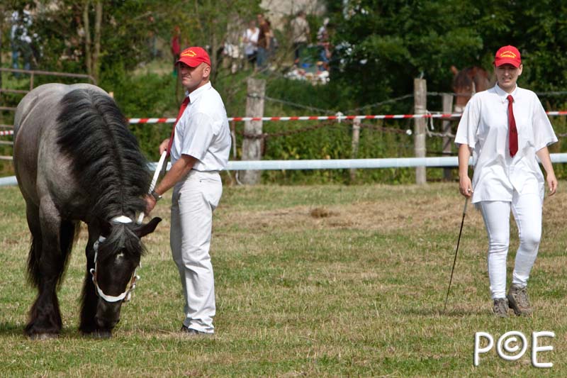 090628_MG_8407.jpg - Education et attelage de chevaux