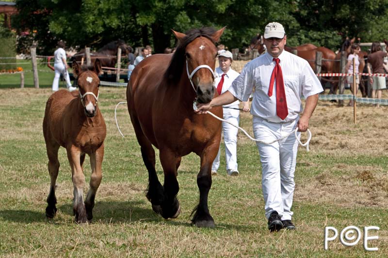 090628_MG_8469.jpg - Education et attelage de chevaux