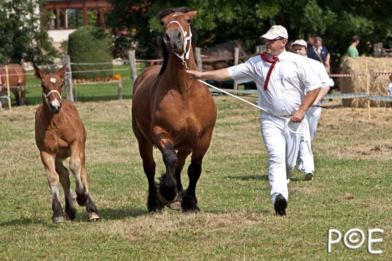 090628_MG_8483.jpg - Education et attelage de chevaux