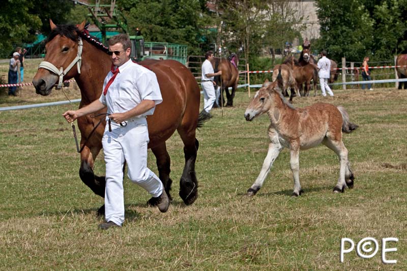 090628_MG_8508.jpg - Education et attelage de chevaux