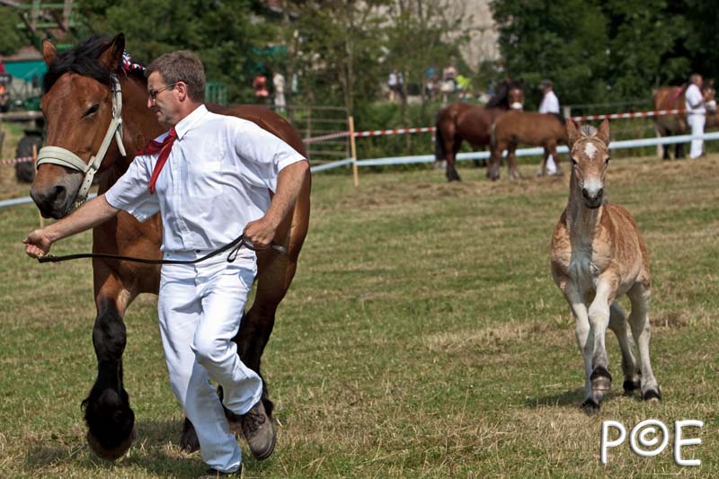 090628_MG_8530.jpg - Education et attelage de chevaux