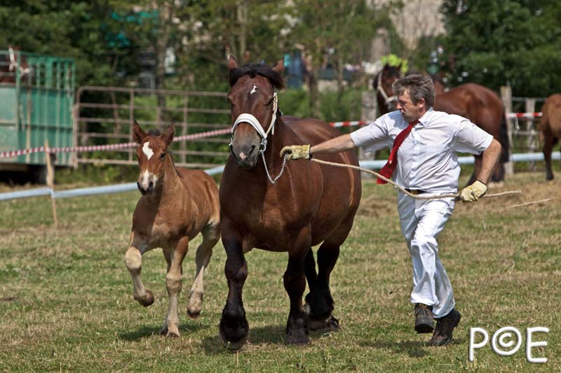 090628_MG_8538.jpg - Education et attelage de chevaux