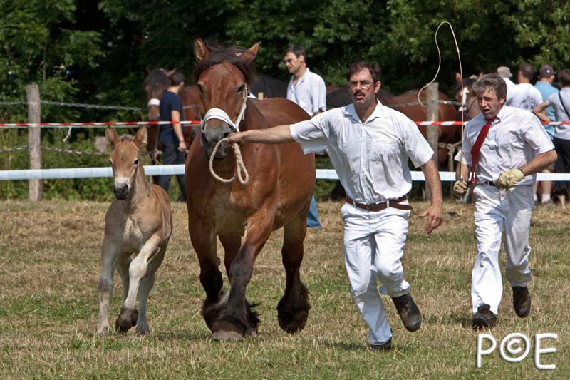 090628_MG_8580.jpg - Education et attelage de chevaux