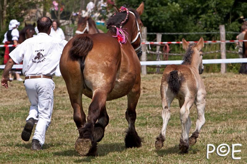 090628_MG_8596.jpg - Education et attelage de chevaux