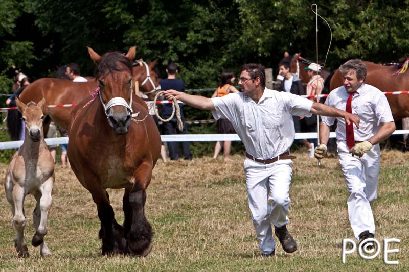 090628_MG_8597.jpg - Education et attelage de chevaux