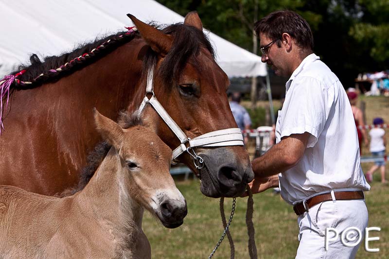 090628_MG_8608.jpg - Education et attelage de chevaux