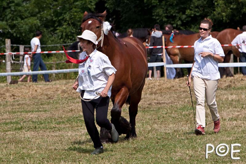 090628_MG_8627.jpg - Education et attelage de chevaux