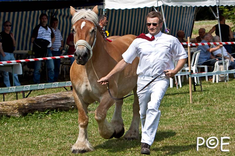 090628_MG_8690.jpg - Education et attelage de chevaux