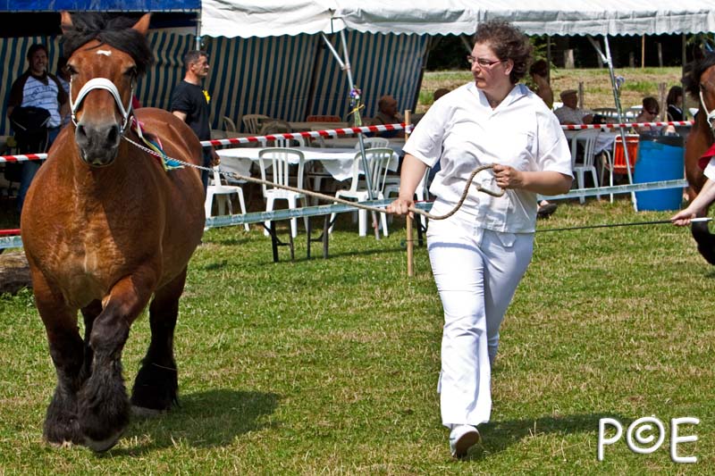 090628_MG_8695.jpg - Education et attelage de chevaux