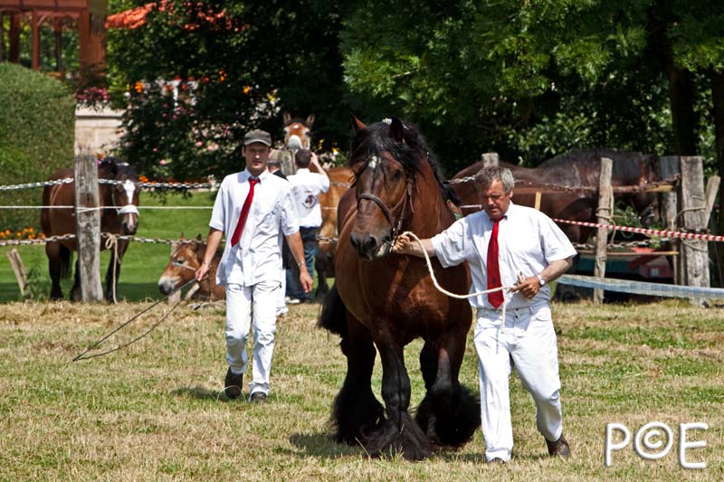 090628_MG_8705.jpg - Education et attelage de chevaux