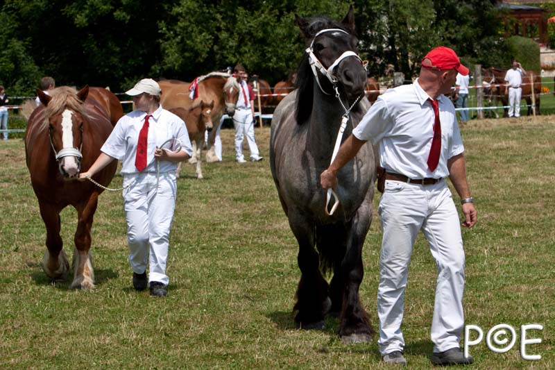 090628_MG_8774.jpg - Education et attelage de chevaux