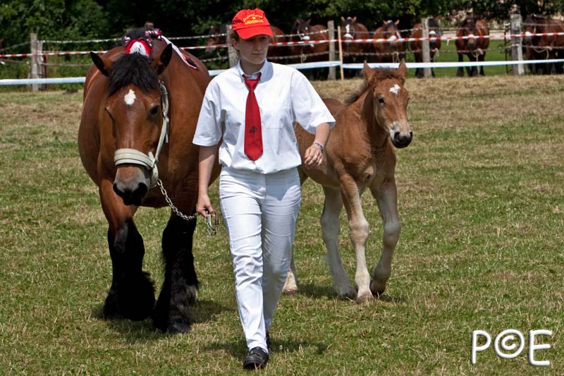 090628_MG_8777.jpg - Education et attelage de chevaux