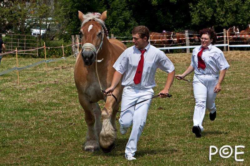 090628_MG_8800.jpg - Education et attelage de chevaux