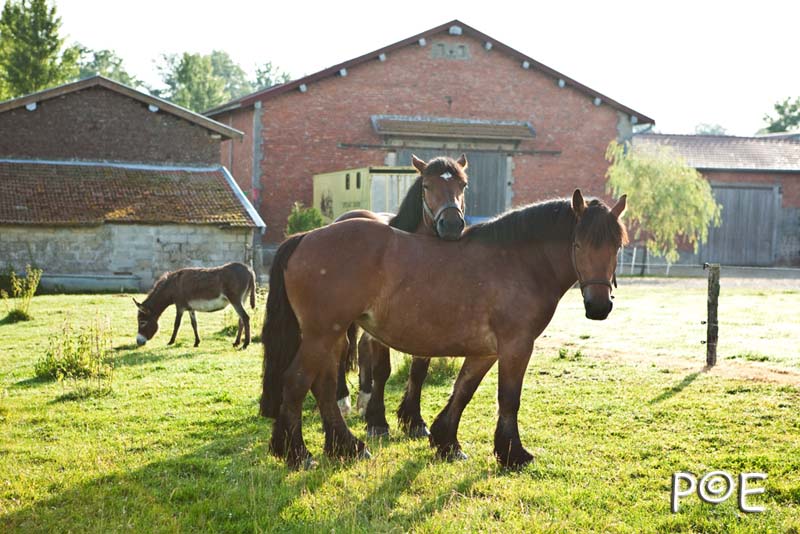 090621_MG_3201.jpg - Cheval Ardennais pour de l'attelage