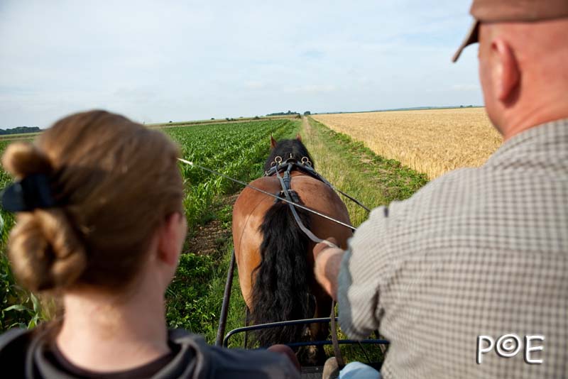 090621_MG_3218.jpg - Cheval Ardennais pour de l'attelage
