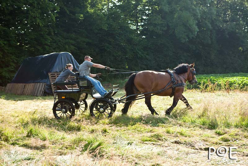 090621_MG_3225.jpg - Cheval Ardennais pour de l'attelage