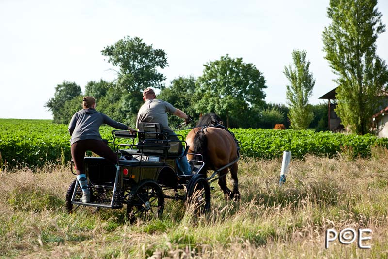 090621_MG_3233.jpg - Cheval Ardennais pour de l'attelage