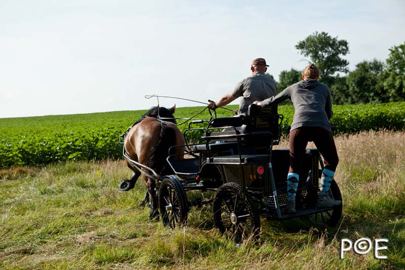 090621_MG_3252.jpg - Cheval Ardennais pour de l'attelage