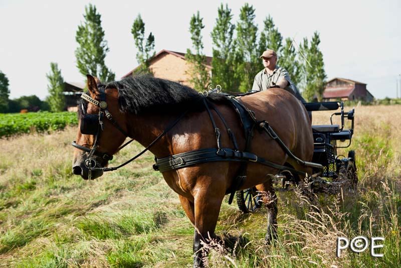 090621_MG_3259.jpg - Cheval Ardennais pour de l'attelage