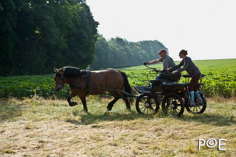 090621_MG_3263.jpg - Cheval Ardennais pour de l'attelage