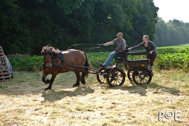090621_MG_3265.jpg - Cheval Ardennais pour de l'attelage