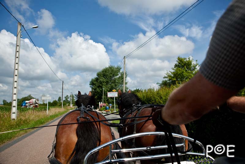 090621_MG_3360.jpg - Cheval Ardennais pour de l'attelage