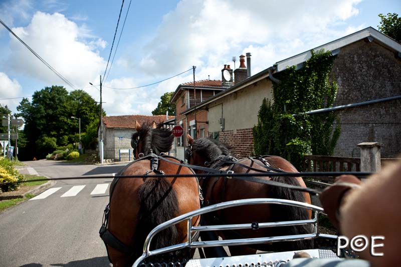 090621_MG_3363.jpg - Cheval Ardennais pour de l'attelage