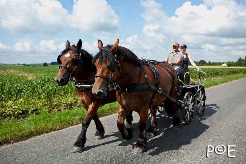 090621_MG_3387.jpg - Cheval Ardennais pour de l'attelage