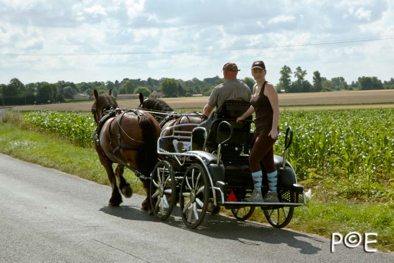 090621_MG_3389.jpg - Cheval Ardennais pour de l'attelage