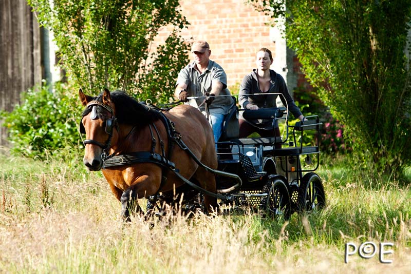 090621_MG_8104.jpg - Cheval Ardennais pour de l'attelage