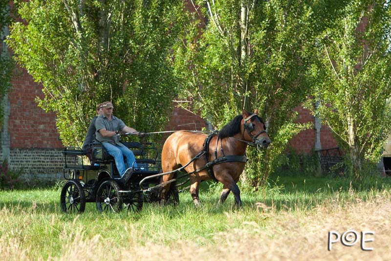 090621_MG_8109.jpg - Cheval Ardennais pour de l'attelage