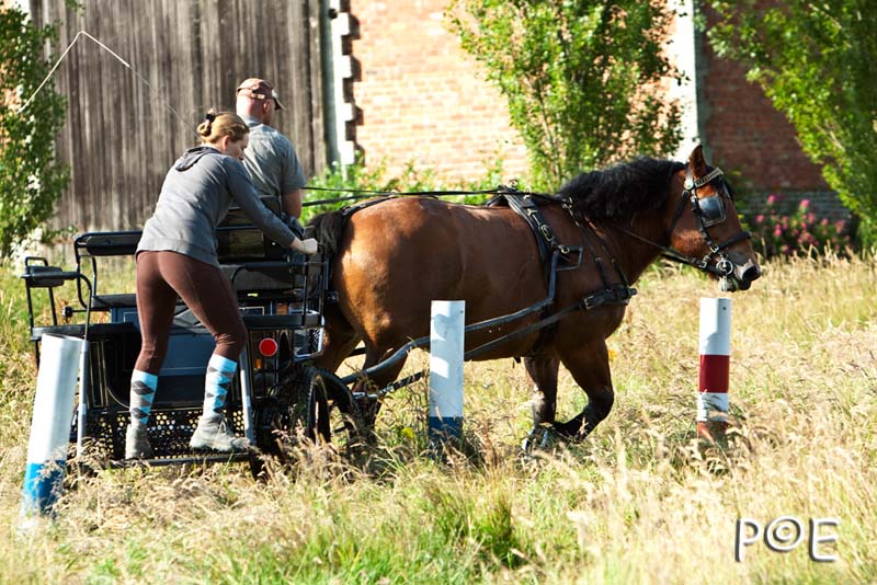 090621_MG_8122.jpg - Cheval Ardennais pour de l'attelage