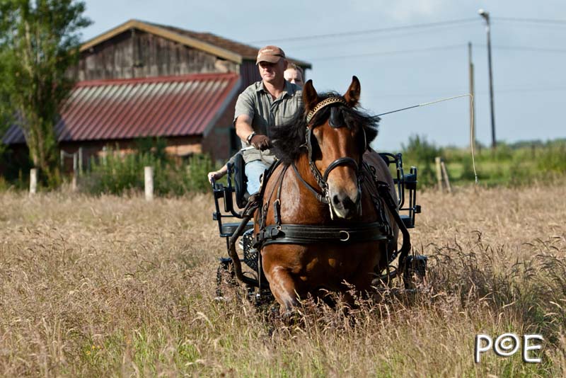 090621_MG_8132.jpg - Cheval Ardennais pour de l'attelage