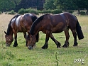 090620_DSCF1037